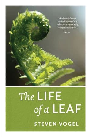 The Life of a Leaf