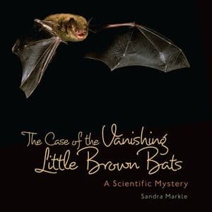 Case of Vanishing Little Brown Bats