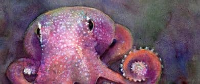 Close-up cover of illustration of octopus by Peggy Macnamara.